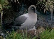 link to sooty albatross